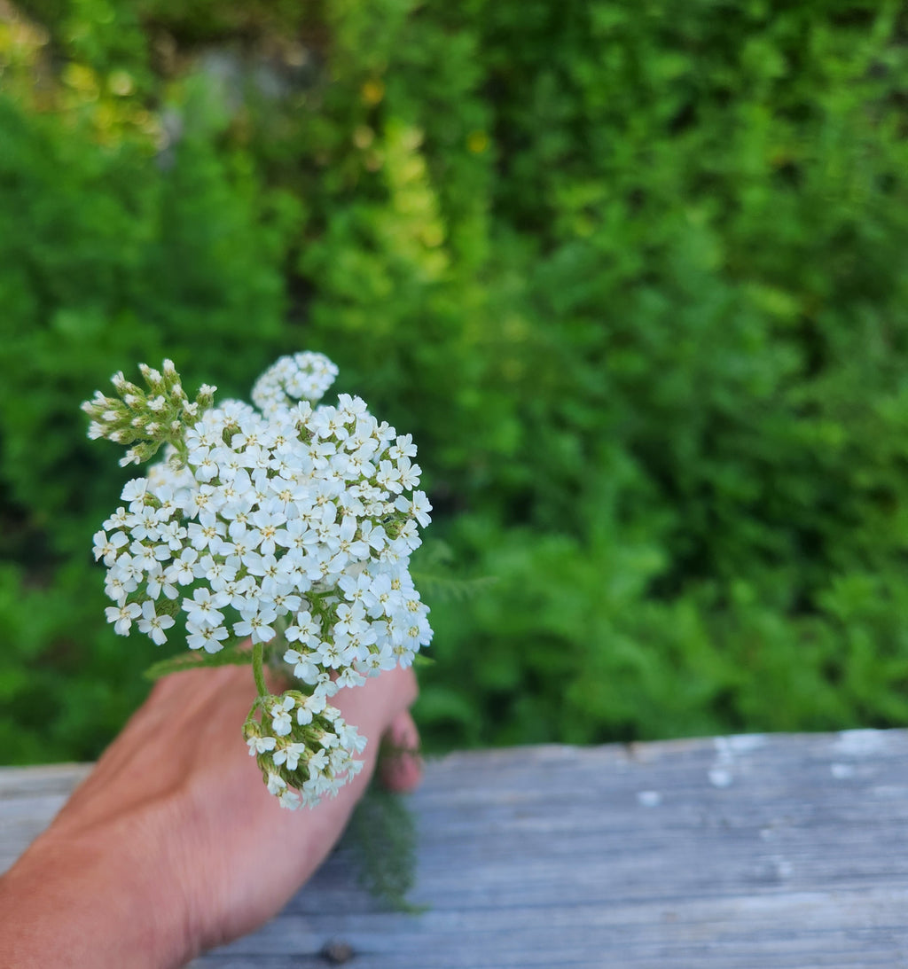 Yarrow Herbal Powder
